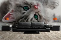 Tapeta ZR 0020 - Mačiatko