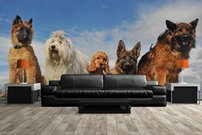 Tapeta ZR 0028 - Psy