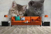 Tapeta ZR 0050 - Mačiatka