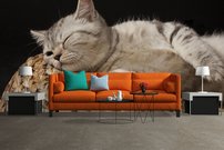 Tapeta Mačka - ZR 0072