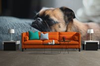 Tapeta Buldog - ZR 0074