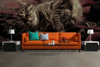 Tapeta Mačka - ZR 0076