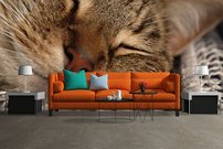 Tapeta Mačka -ZR 0081