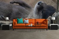 Tapeta Bobor - ZR 0083