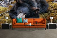 Tapeta Medveď - ZR 0084