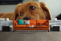 Tapeta Psík - ZR 0086