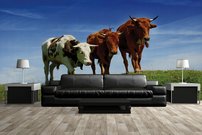 Tapeta Kravičky - ZR 0093