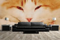 Tapeta Mačka -ZR 0095