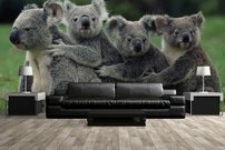 Tapeta Koaly - ZR 0097