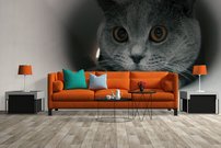 Tapeta Kocúr - ZR 0101