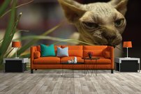 Tapeta Bezsrstá mačka - ZR 0102