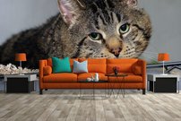 Tapeta Kocúr - ZR 0103