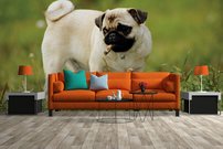 Tapeta Buldog - ZR 0115