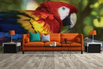 Tapeta Papagáj - ZR 0117