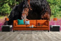 Tapeta Kôň - ZR 0118