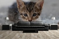 Tapeta Mačiatko - ZR 0122