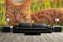 Tapeta Kocúr - ZR 0123