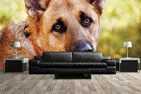 Tapeta Pes - ZR 0124