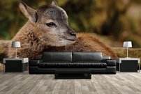 Tapeta Srnka - ZR 0128