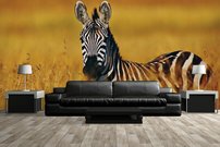 Tapeta Zebra - ZR 0131