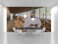 fototapeta pocitanie krav interier 1