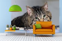 Tapeta Kocúr - ZR 0103