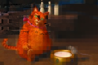 Tapeta Kocúr - AN 0118