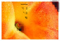 Tapeta Broskyňa - JN 0077