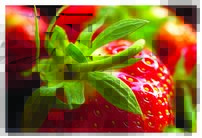 Tapeta Jahoda - JN 0089