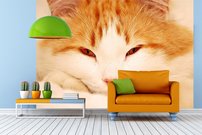 Tapeta Mačka -ZR 0095