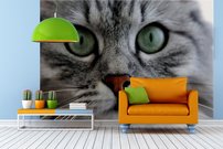 Tapeta Mačka - ZR 0091