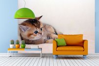 Tapeta Mačiatko - ZR 0092