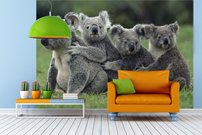 Tapeta Koaly - ZR 0097