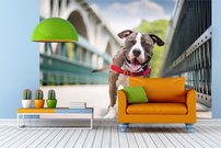 Tapeta Psík - ZR 0104