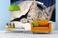 Tapeta Mačiatka - ZR 0085