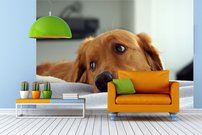 Tapeta Psík - ZR 0086