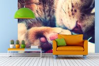 Tapeta Mačka - ZR 0082