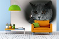 Tapeta Kocúr - ZR 0101