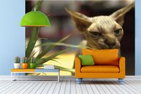 Tapeta Bezsrstá mačka - ZR 0102