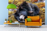 Tapeta Medveď - ZR 0084