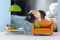 Tapeta Buldog - ZR 0074