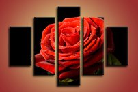 Červená ruža - KV 0005