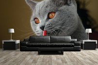 Tapeta Kocúr - ZR 0135