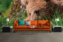 Tapeta Medveď - ZR 0075