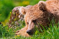 Tapeta Medveď - ZR 0075