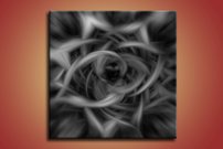 Bezfarebný kvet - AB 0021