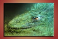 Morská príšera - AN 0010