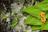 Tapeta Žabka - AN 0012