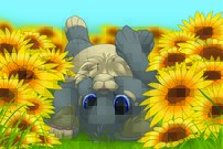 Tapeta Mačiatko - AN 0034