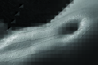 Tapeta Bruško - AT 0105